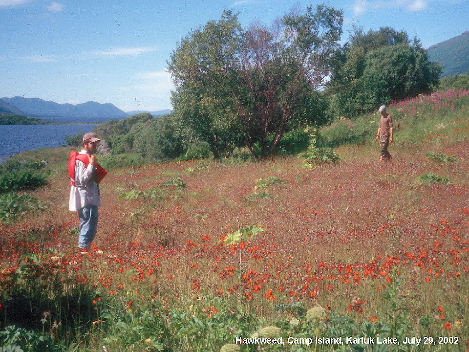 field full of orange hawkweed