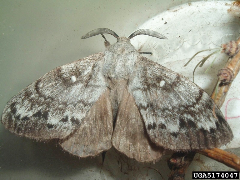 a grey and cream colored moth